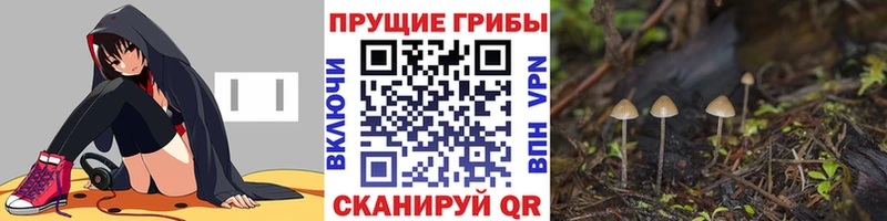 Купить закладки  Западная Двина  Галлюциногенные грибы мицелий 